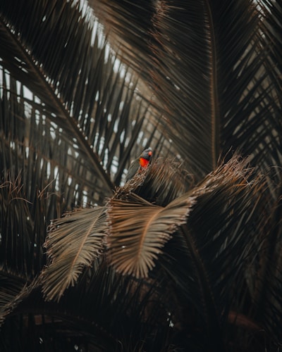black and red bird on green palm tree