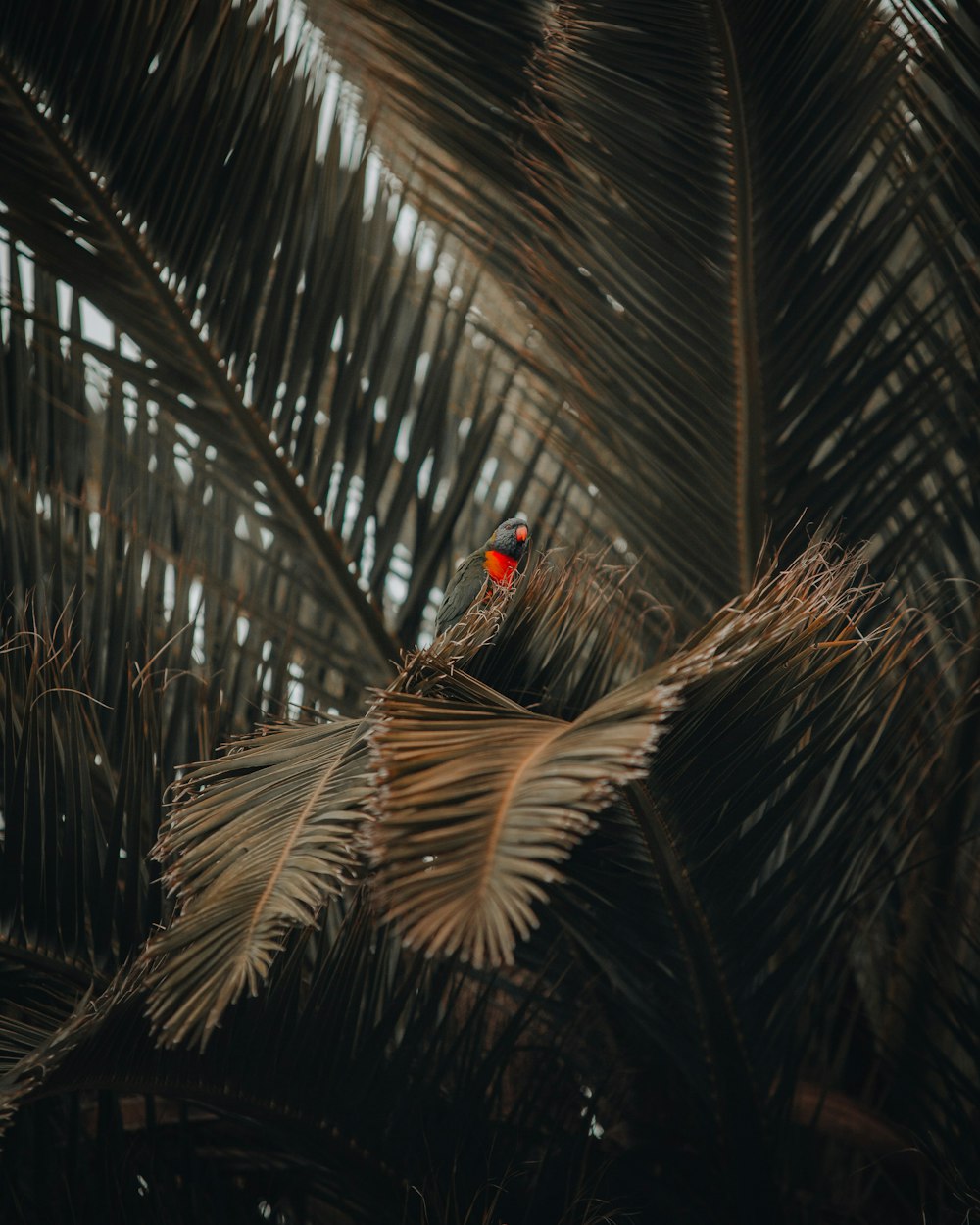 black and red bird on green palm tree