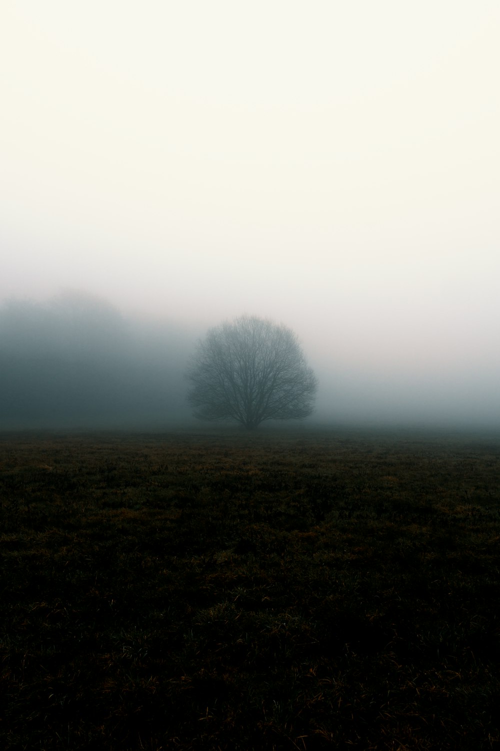 Arbre sans feuilles sur un champ d’herbe brune