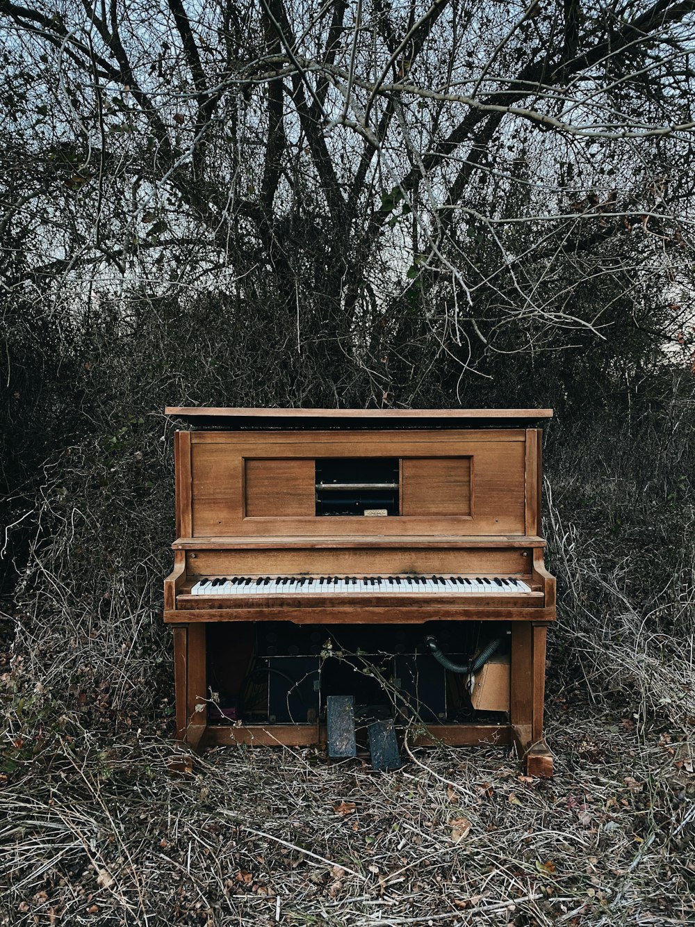 黒い裸の木のそばの茶色のアップライトピアノ