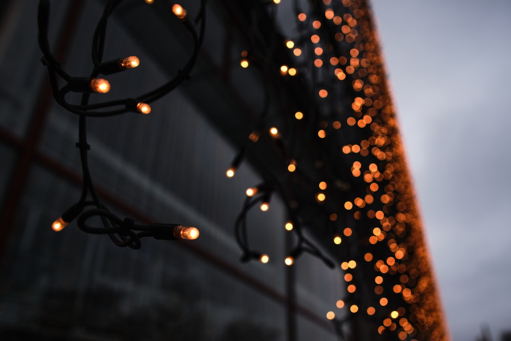 string lights in close up photography