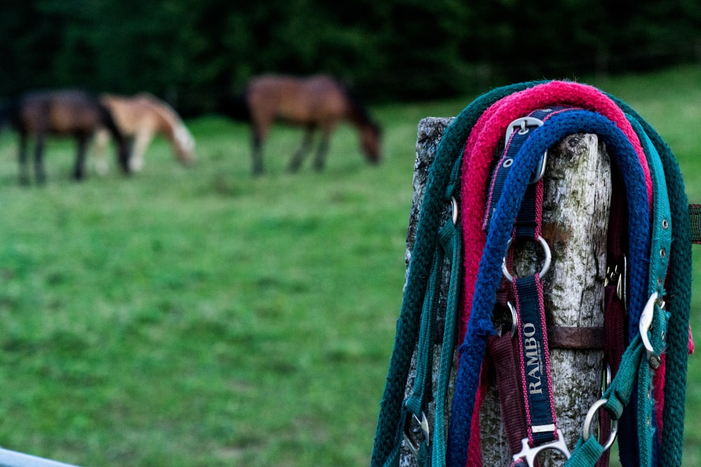 cheval brun mangeant de l’herbe sur un champ d’herbe verte pendant la journée