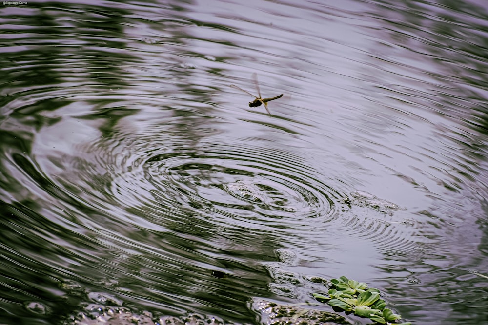 green plant on water during daytime