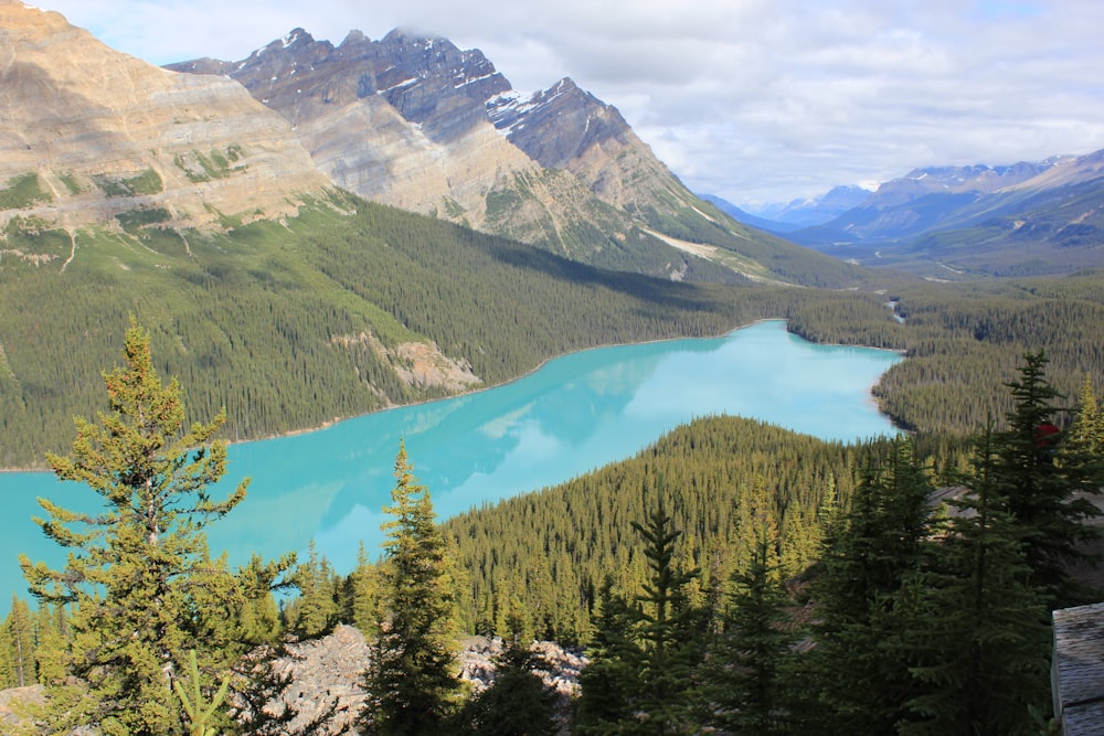 green pine trees near lake during daytime