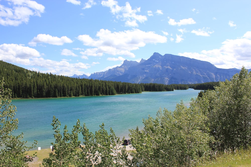 green trees near body of water during daytime