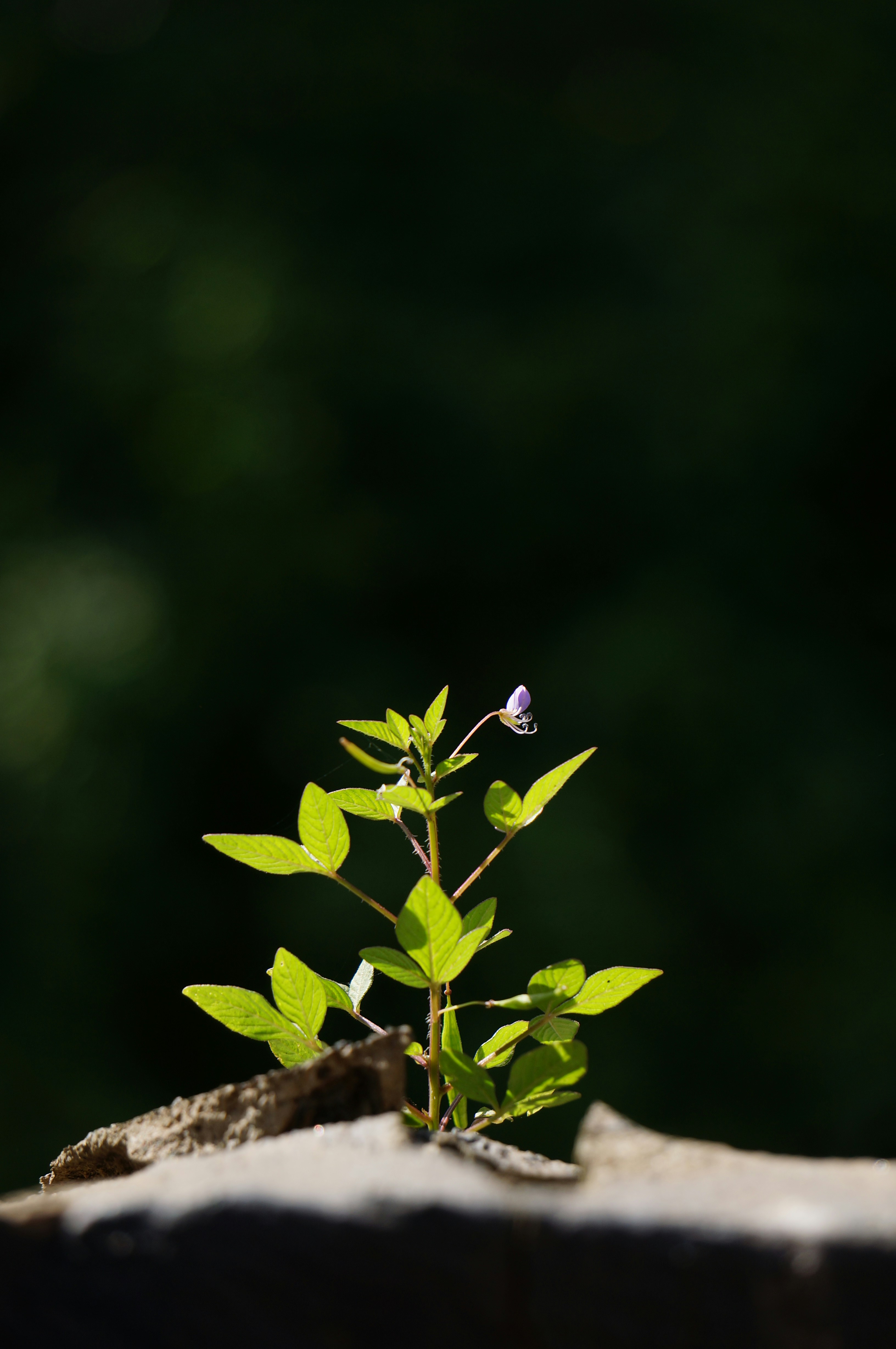 Photo by nargsism_81