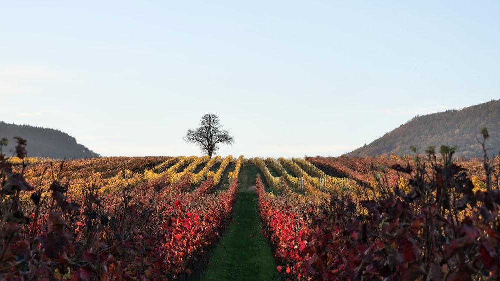 red flower field during daytime