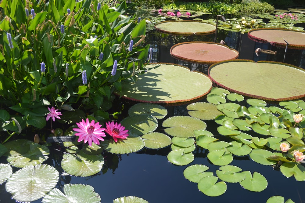 pink water lily on water