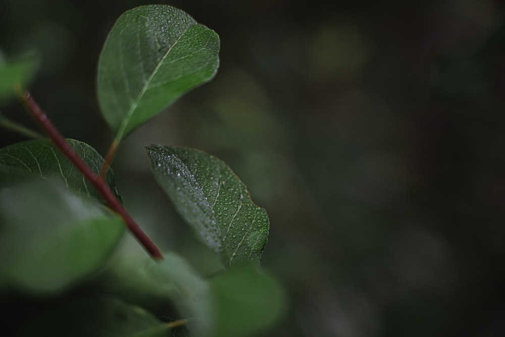 green leaf in close up photography