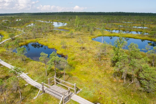 brown wooden dock on lake during daytime in Ķemeri National Park Latvia