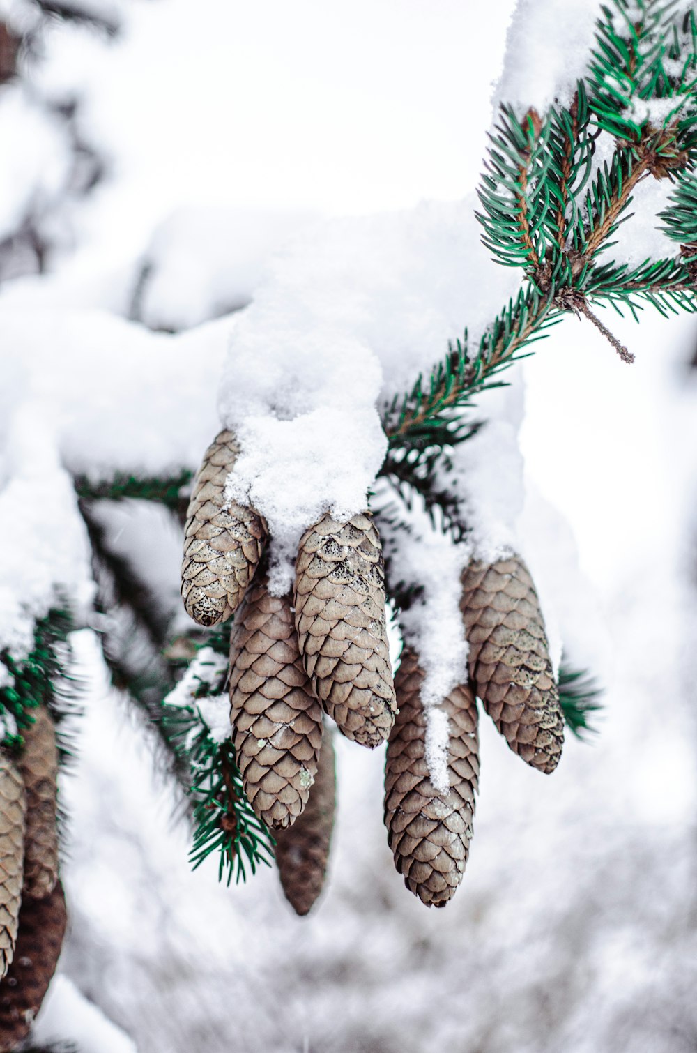 brown pine cone covered with snow