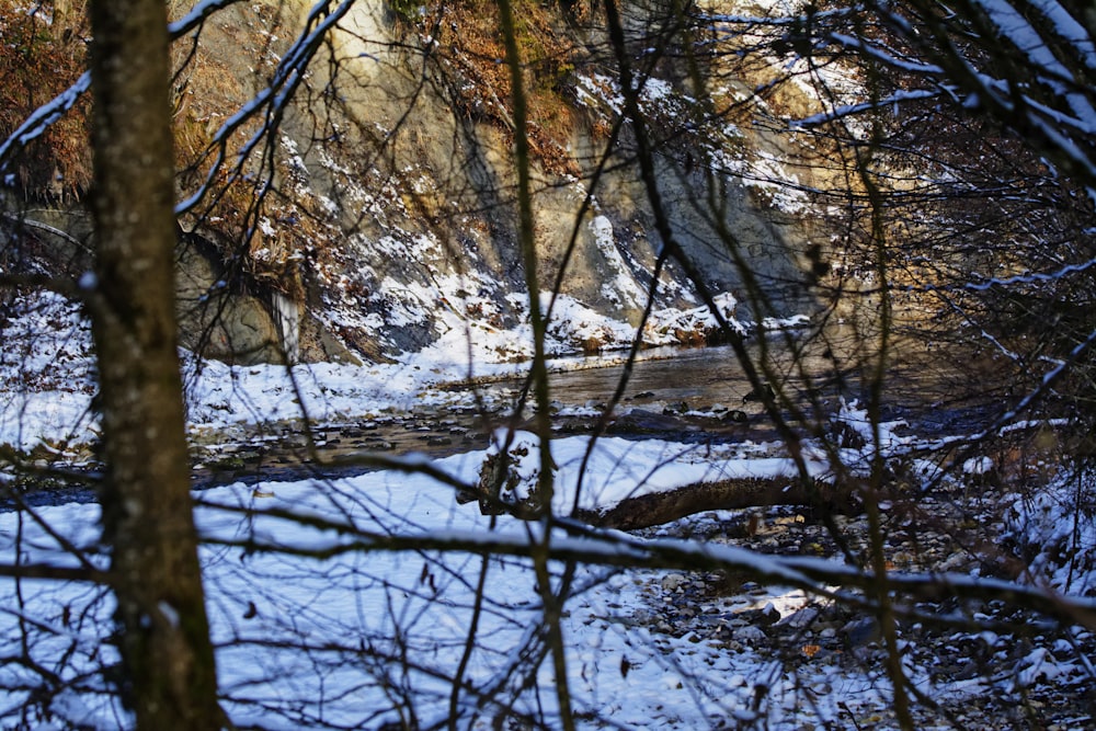 brown trees near river during daytime