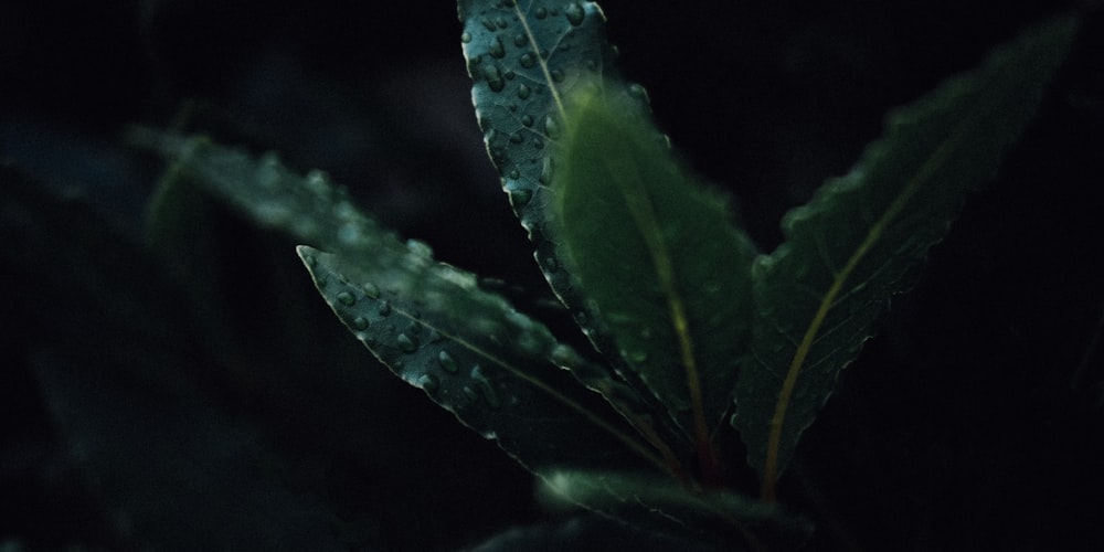 green leaf with water droplets