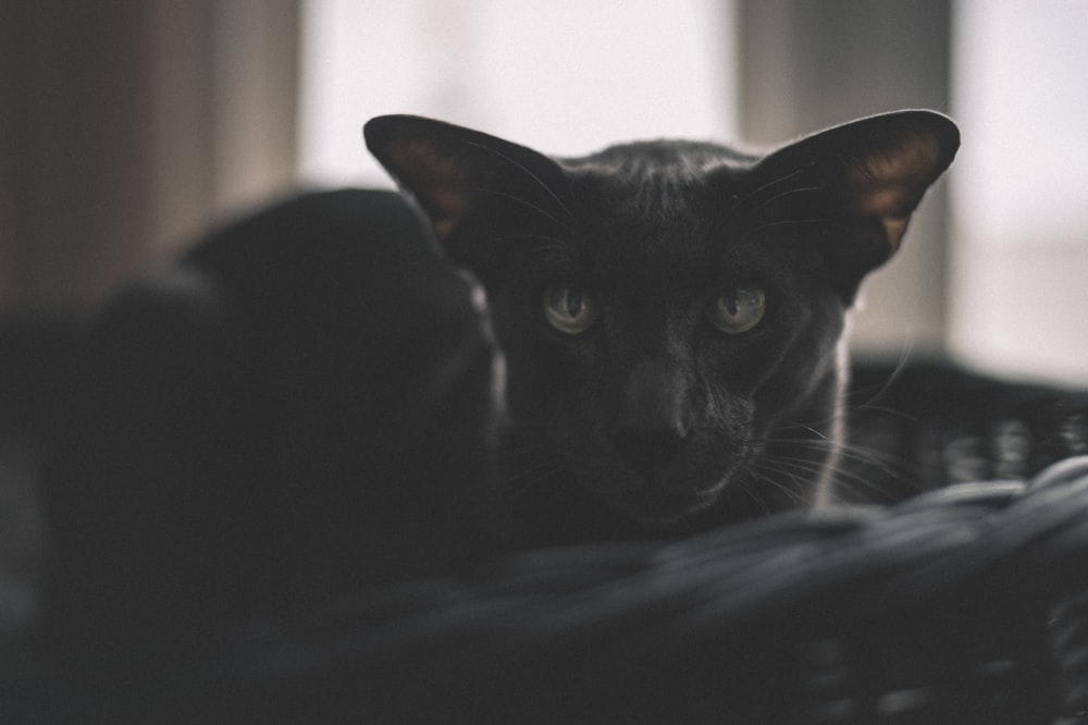 black cat on black textile