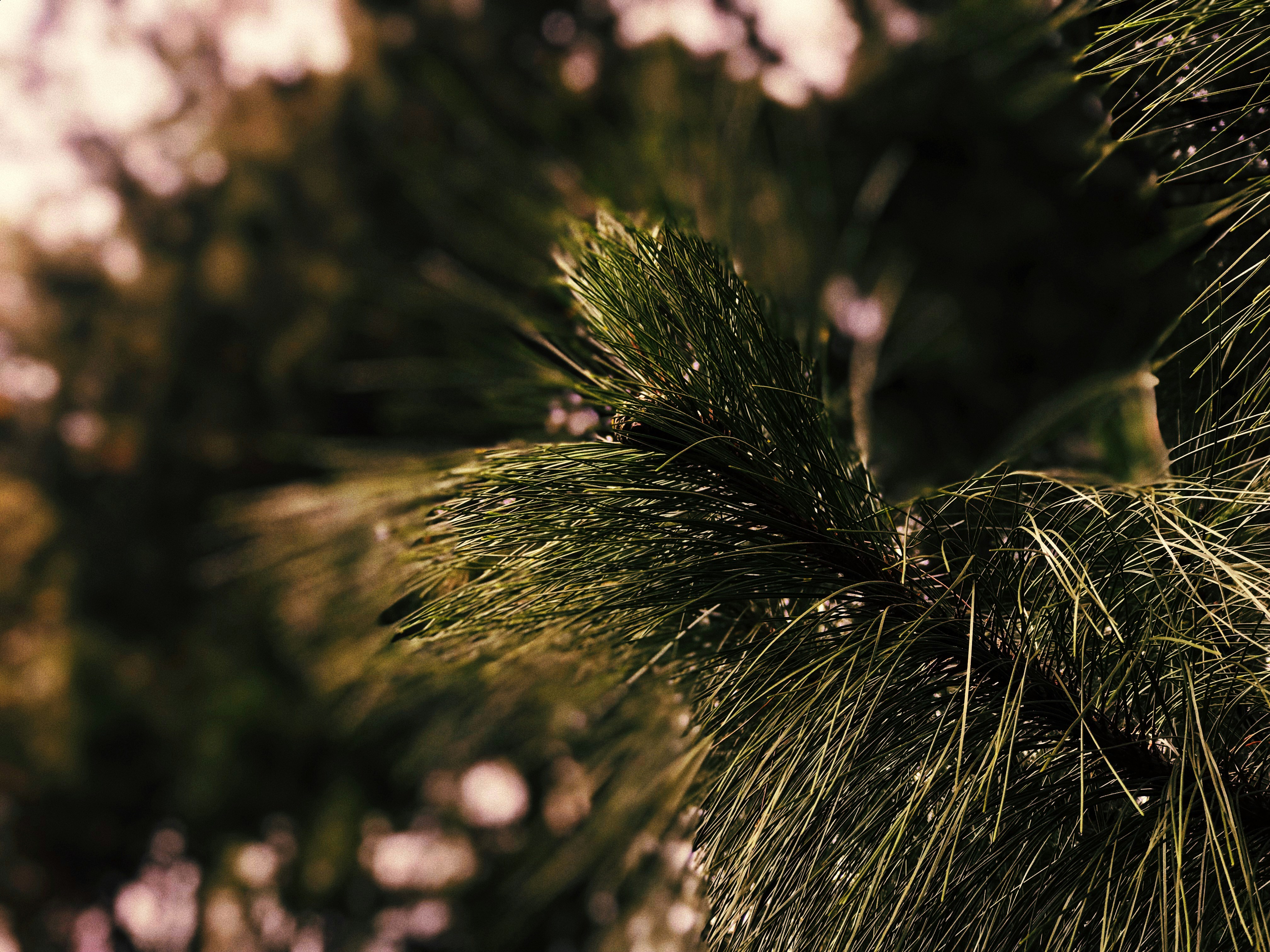 Photo by ivyaralianizar