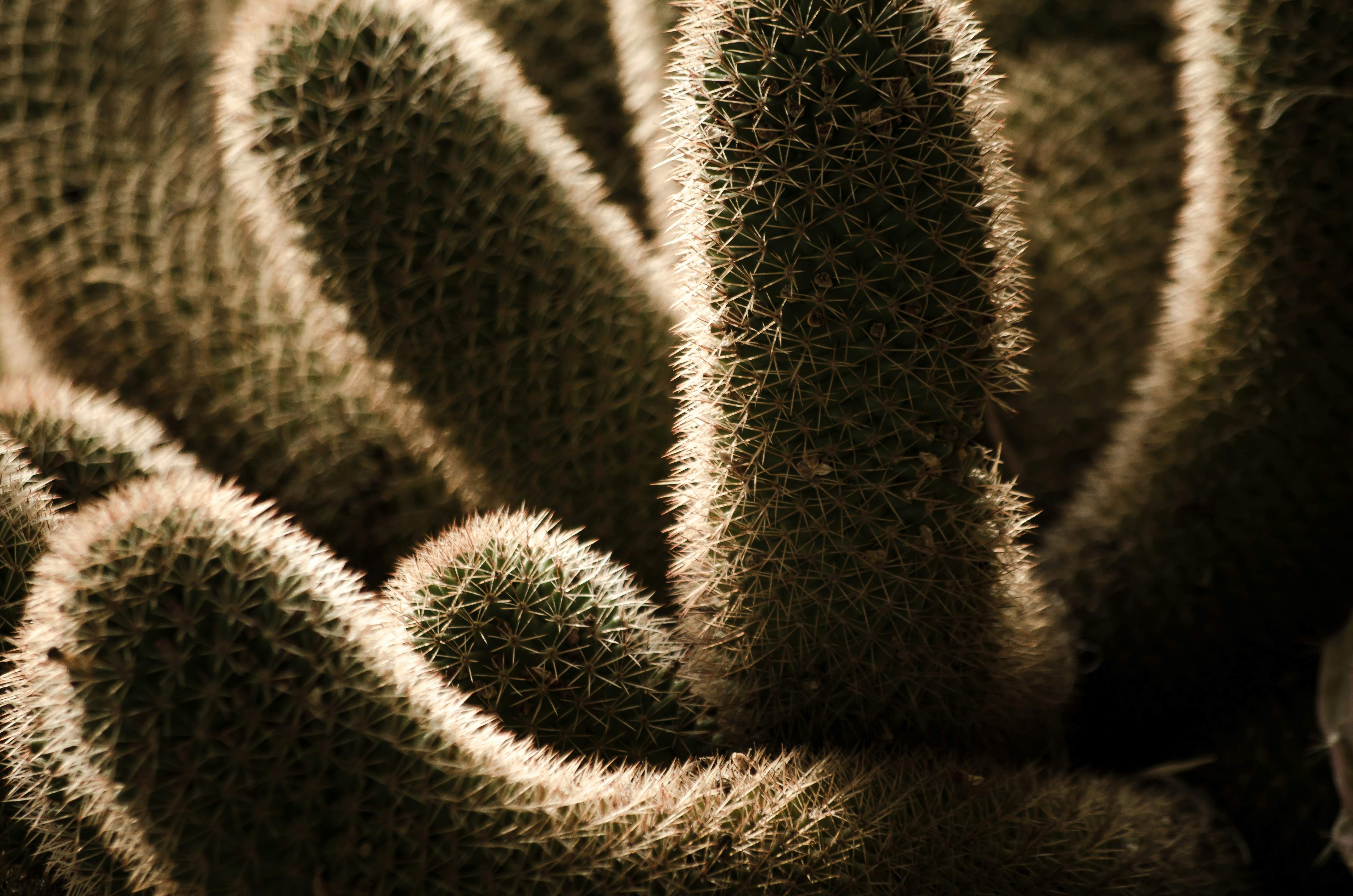 Bunch of cactus