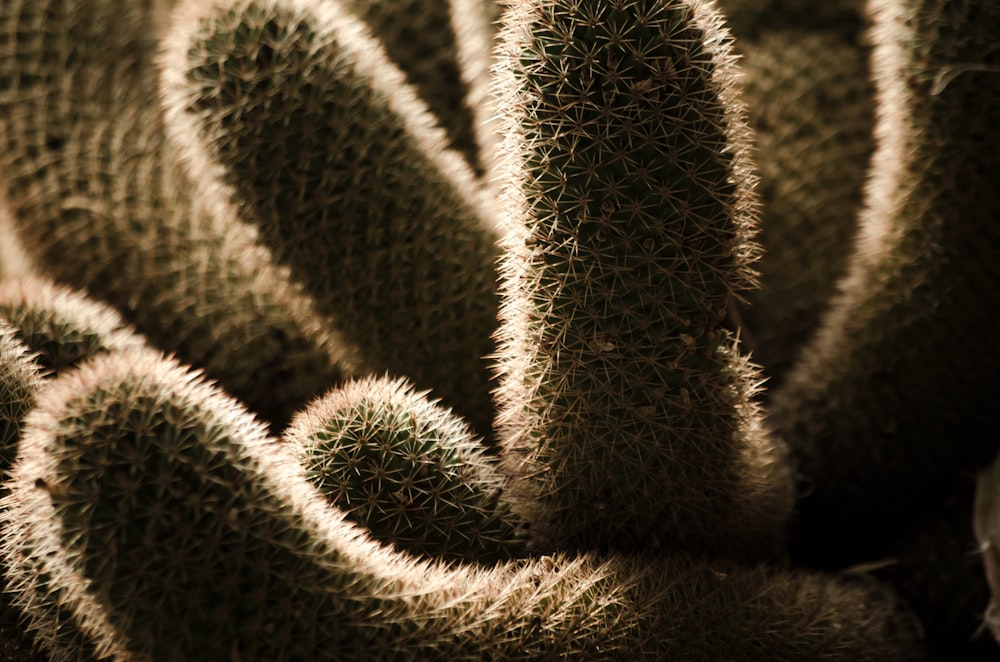 green cactus in close up photography