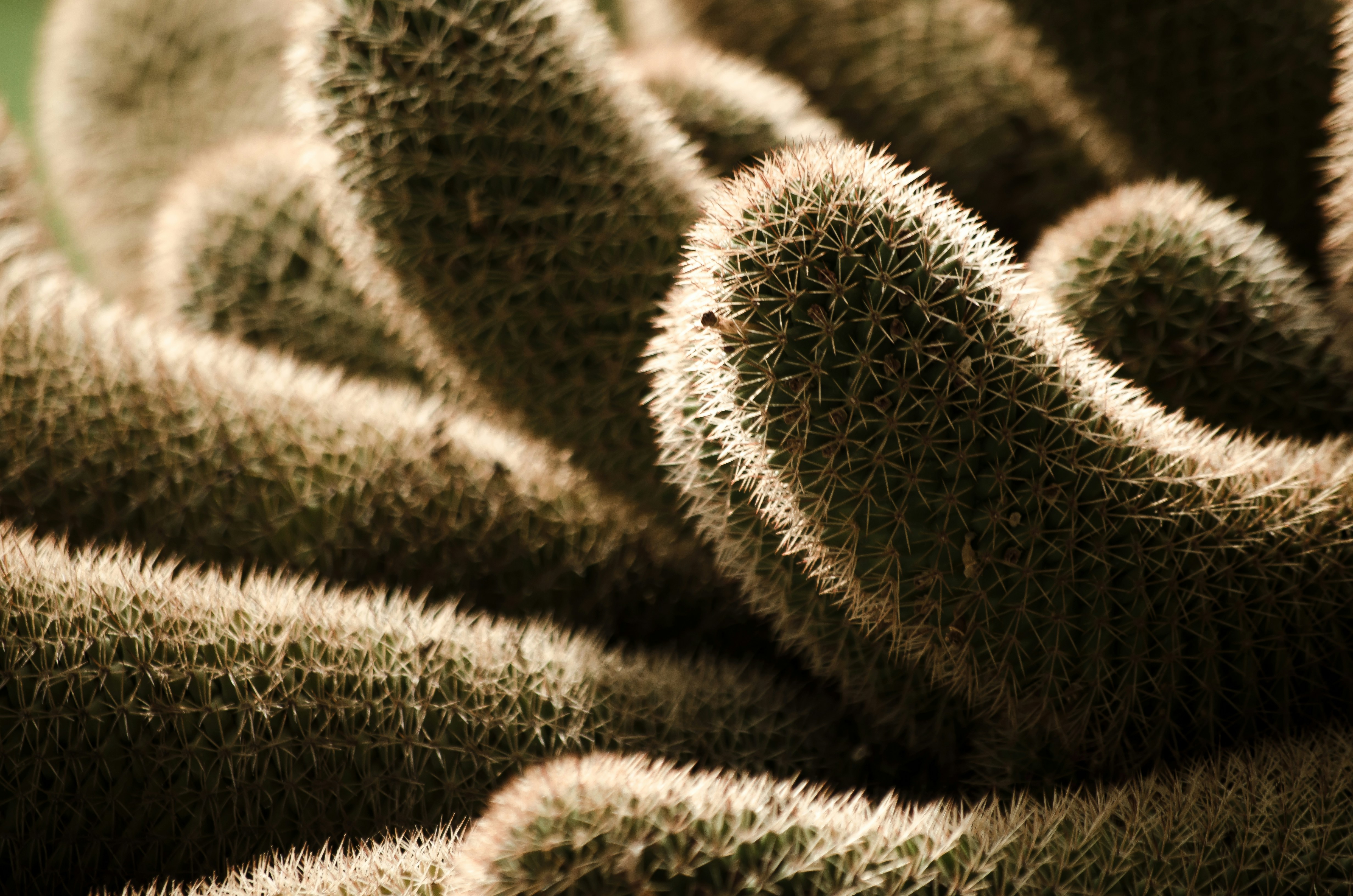 Bunch of cactus