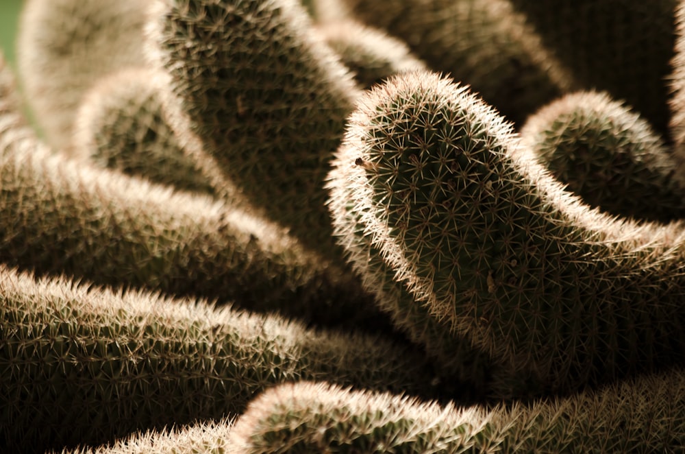 green and black fur textile