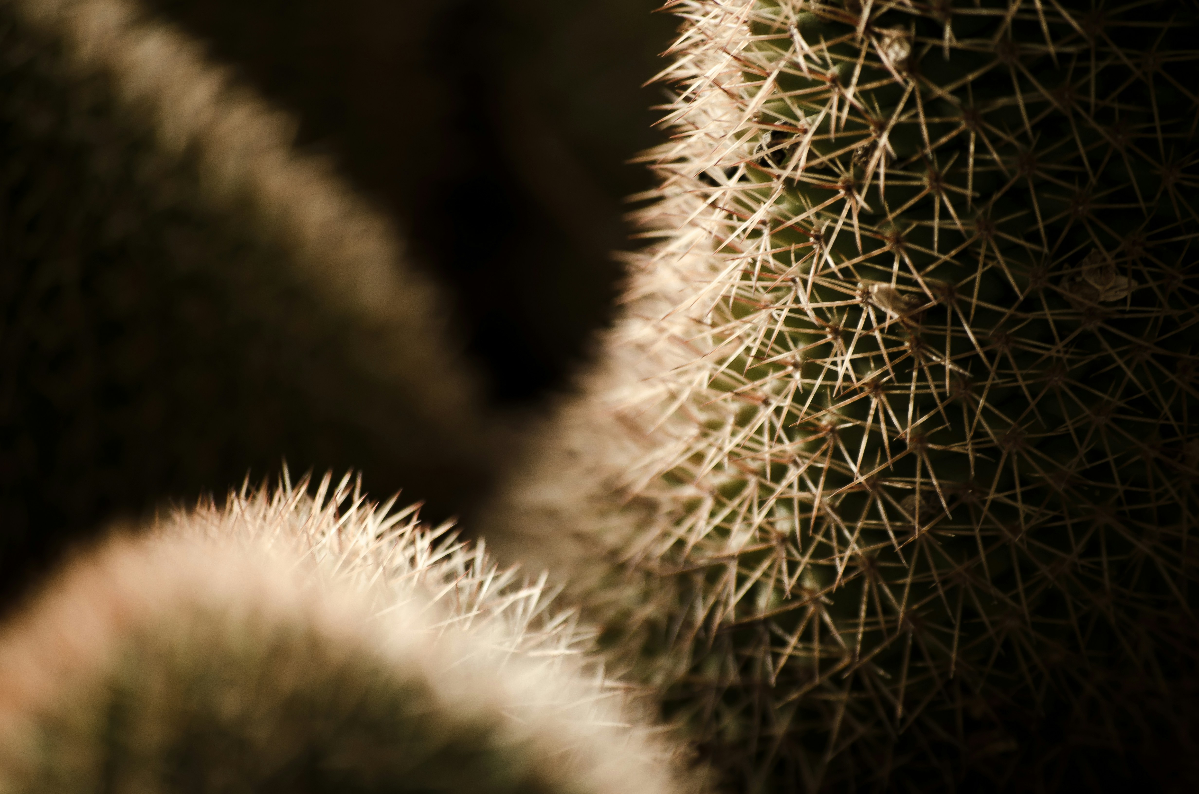 Cactus. Detailed photo.