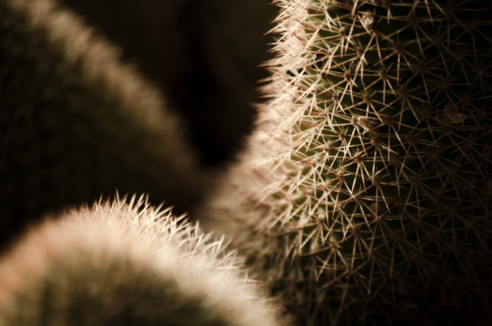 green cactus in close up photography