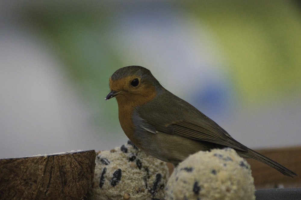 brown and gray bird on brown wooden fence