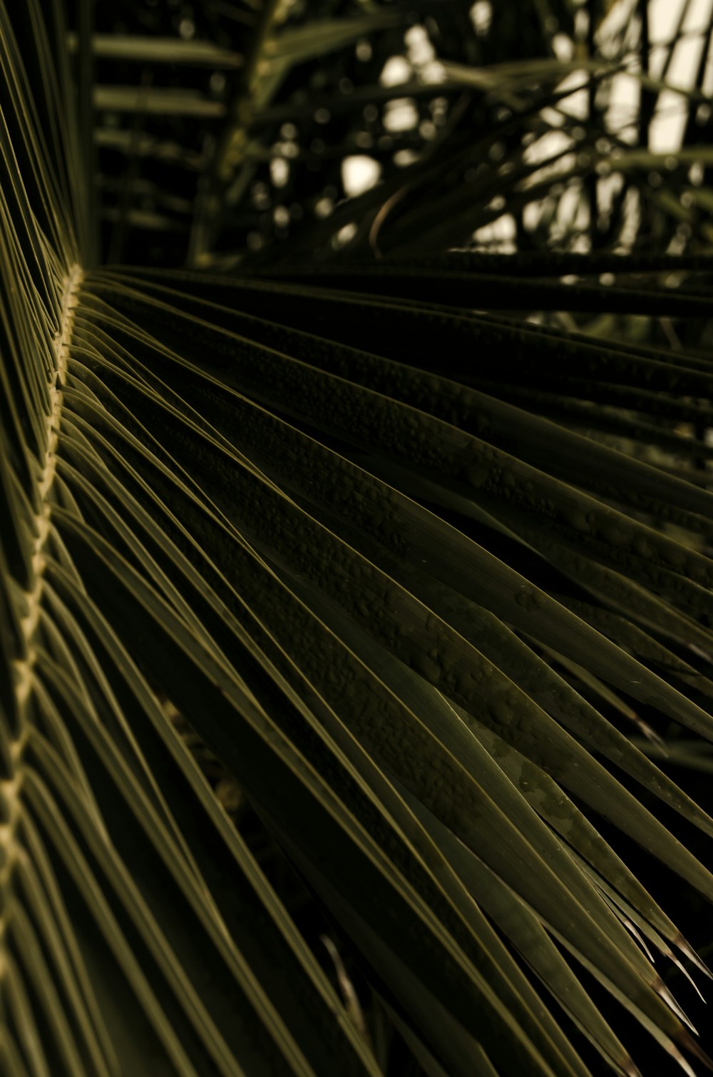 green palm tree during daytime