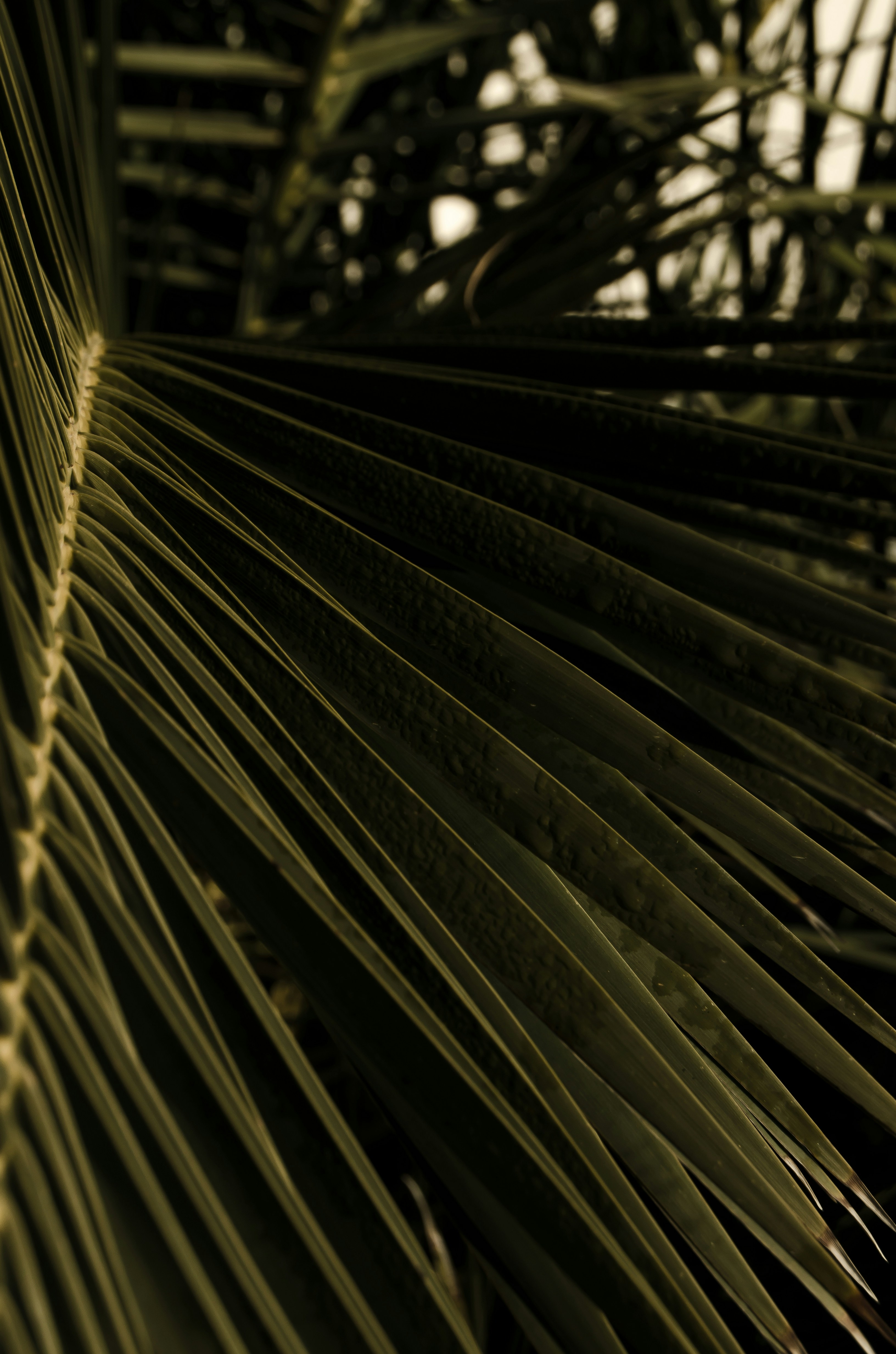 Beacons banner for @palm