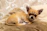 Chihuahua cachorro color marrón recostado en trozo de tela cafe 