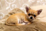 Chihuahua cachorro color marrón recostado en trozo de tela cafe 