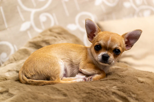 Perro de raza Chihuahua