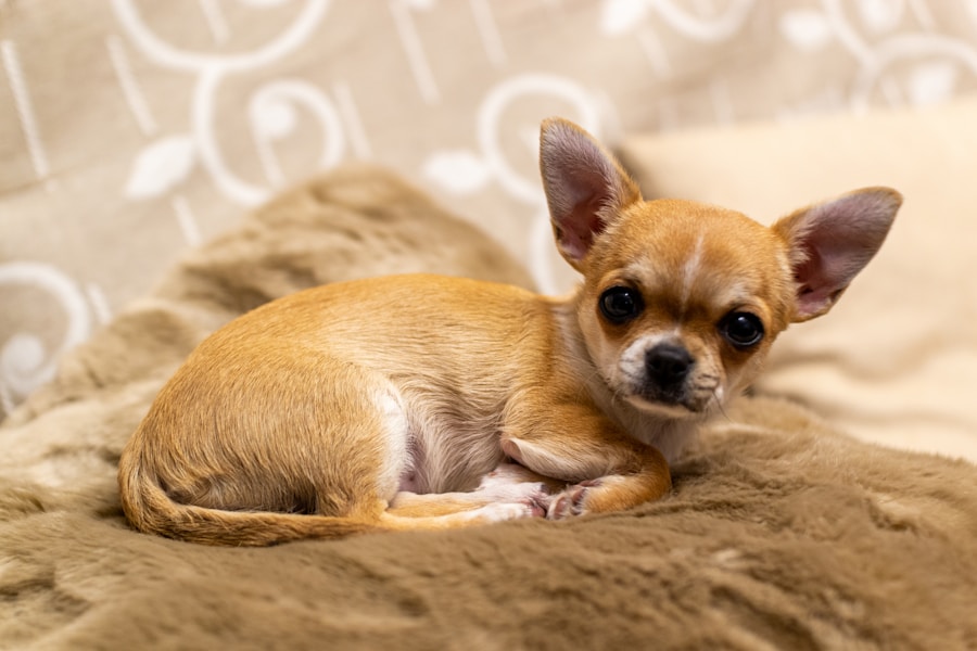 Chihuahua Care Guide: Small Dog, Big Personality