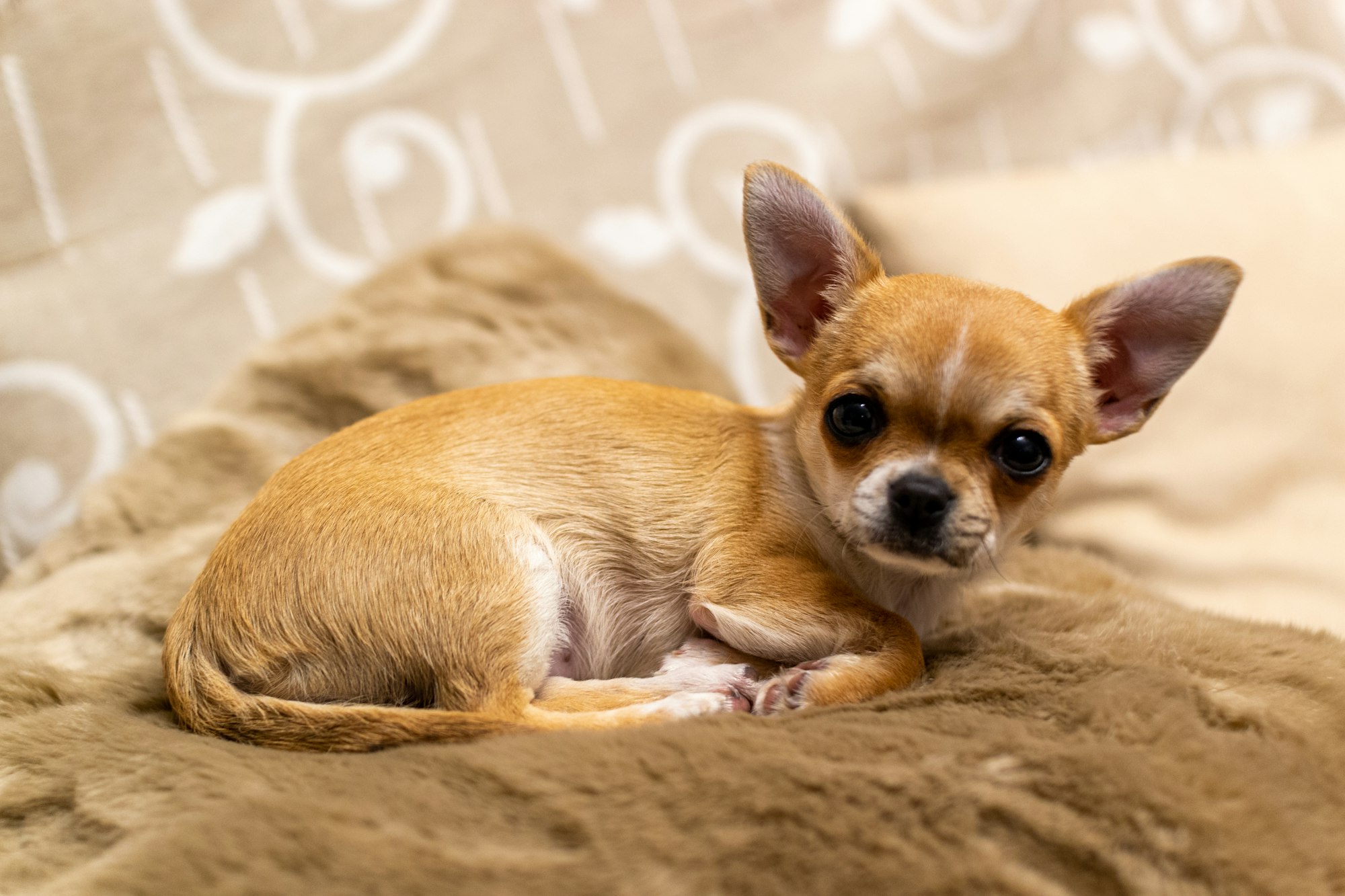 characteristics of a chihuahua