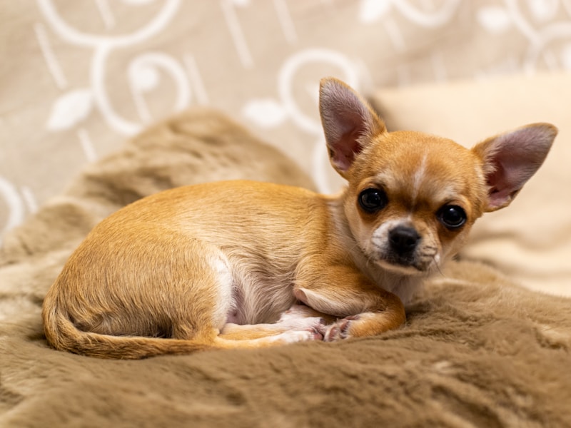 brown chihuahua puppy on brown textile