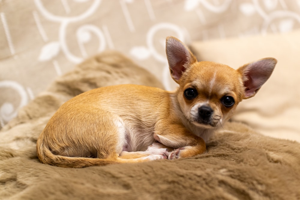 茶色のテキスタイルに茶色のチワワの子犬