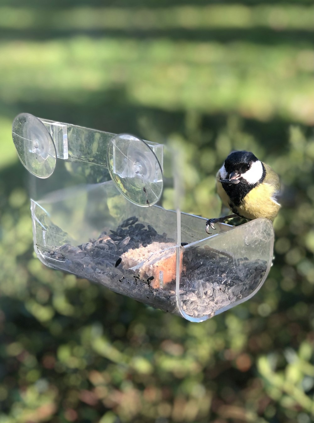 gelber und schwarzer Vogel auf klarem Glasfischglas