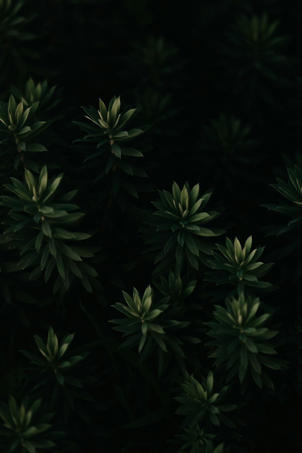 green leaves in close up photography