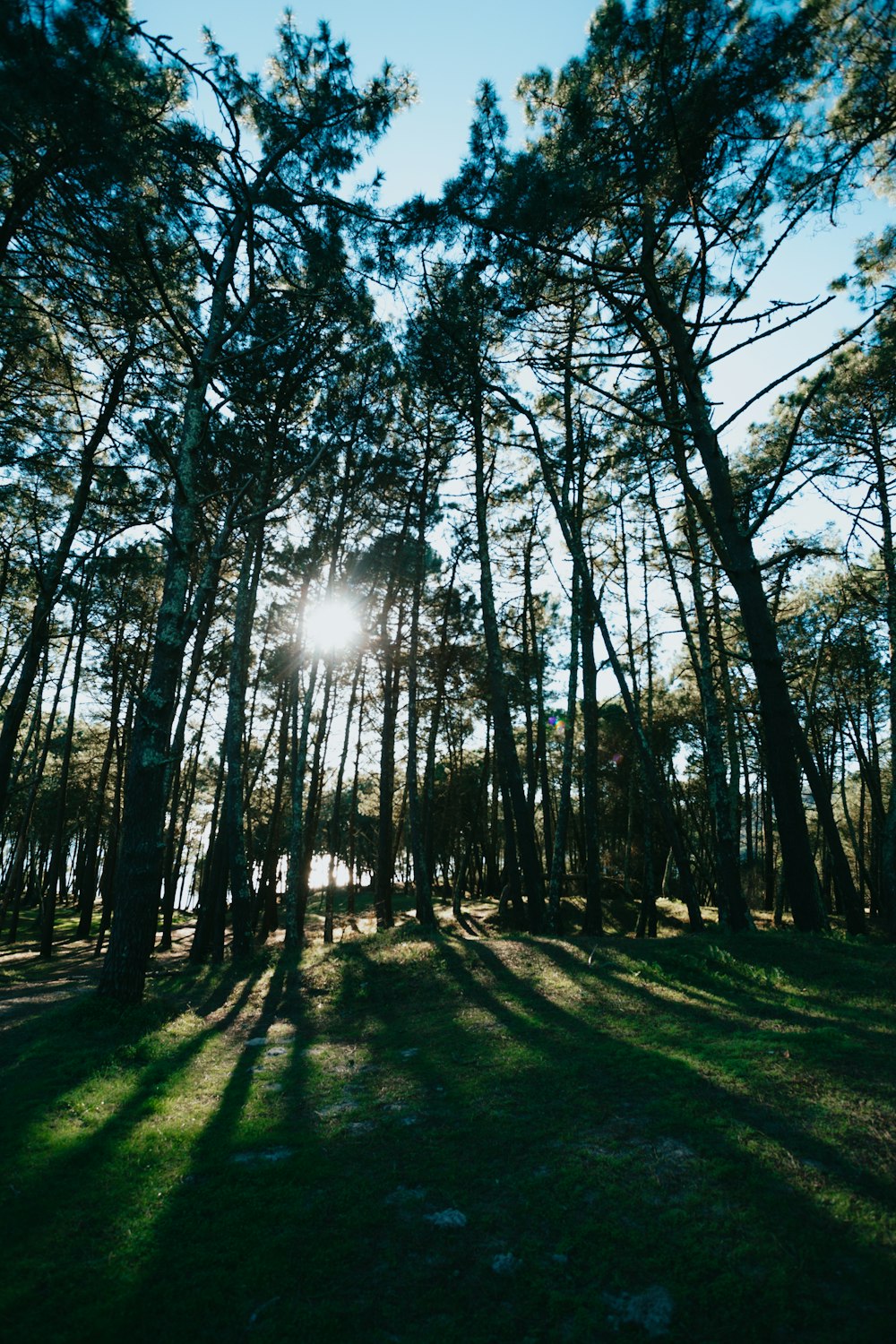 Champ d’herbe verte avec des arbres pendant la journée