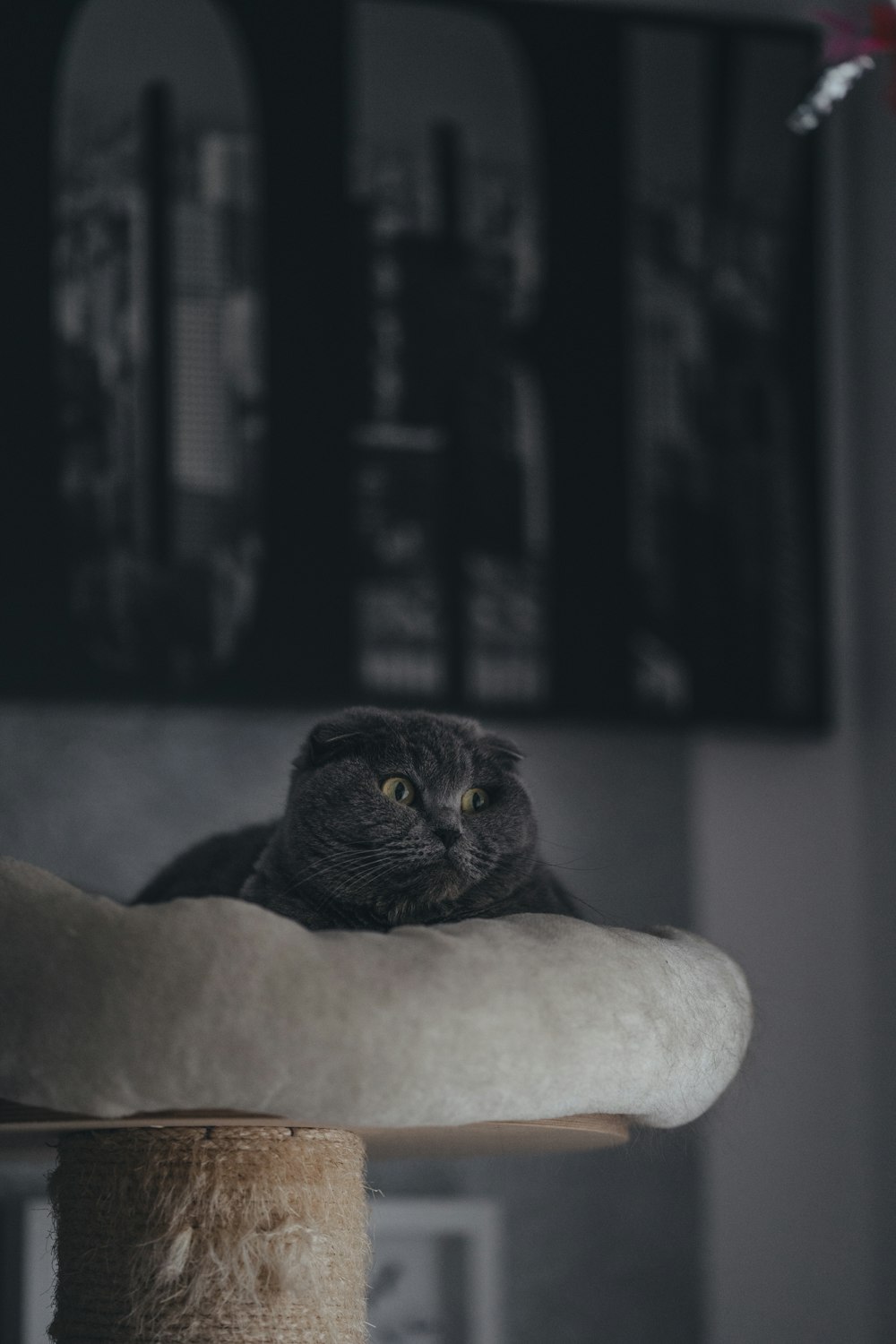 black cat on white textile