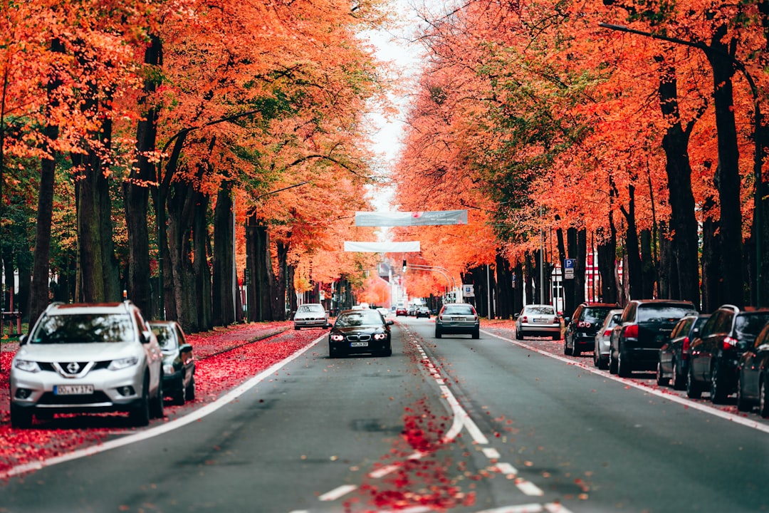 cars on road between trees during daytime