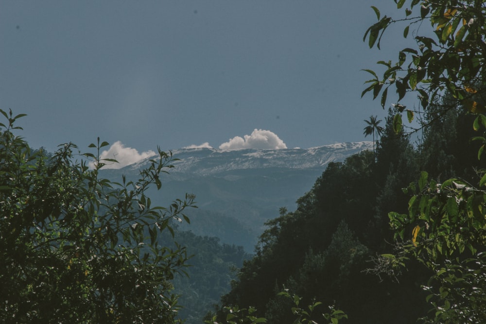 green trees near snow covered mountain during daytime