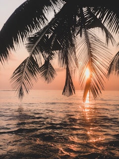 palm tree near body of water during sunset