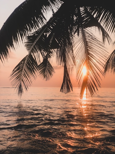 palm tree near body of water during sunset