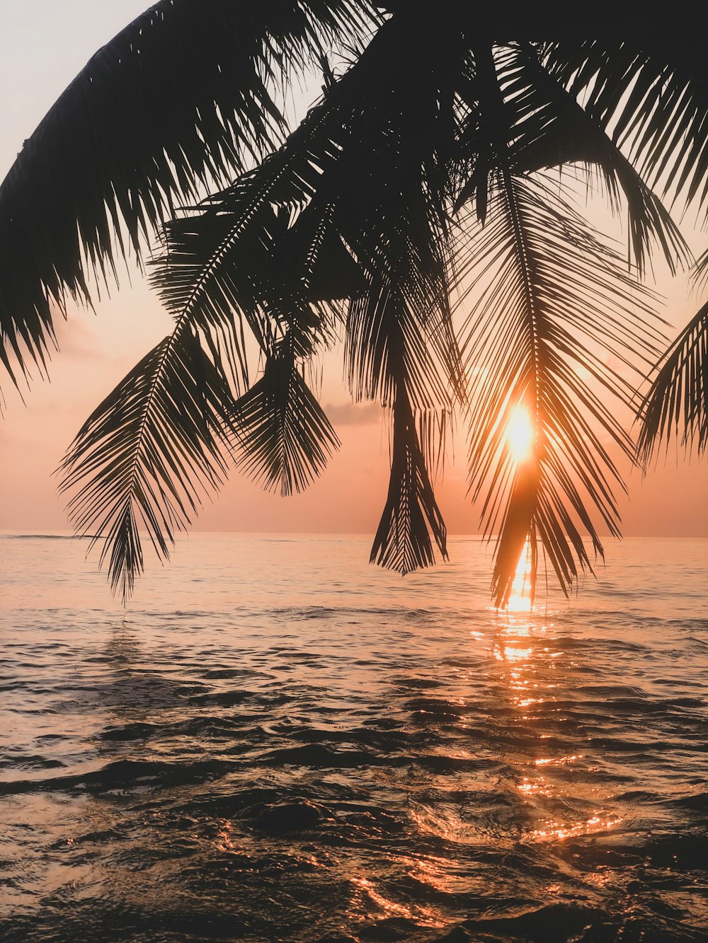 Palmera cerca del cuerpo de agua durante la puesta del sol