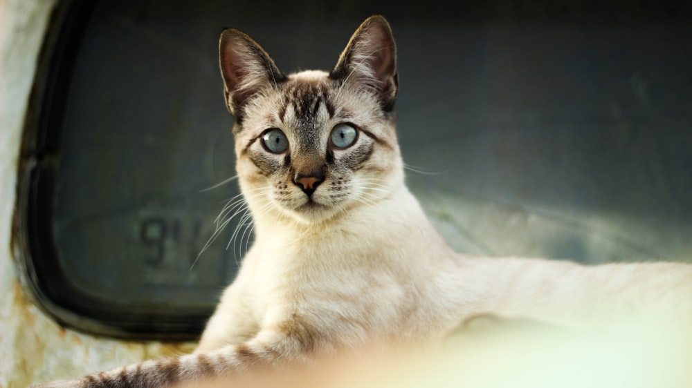 weiße und braune Katze auf braunem Holztisch