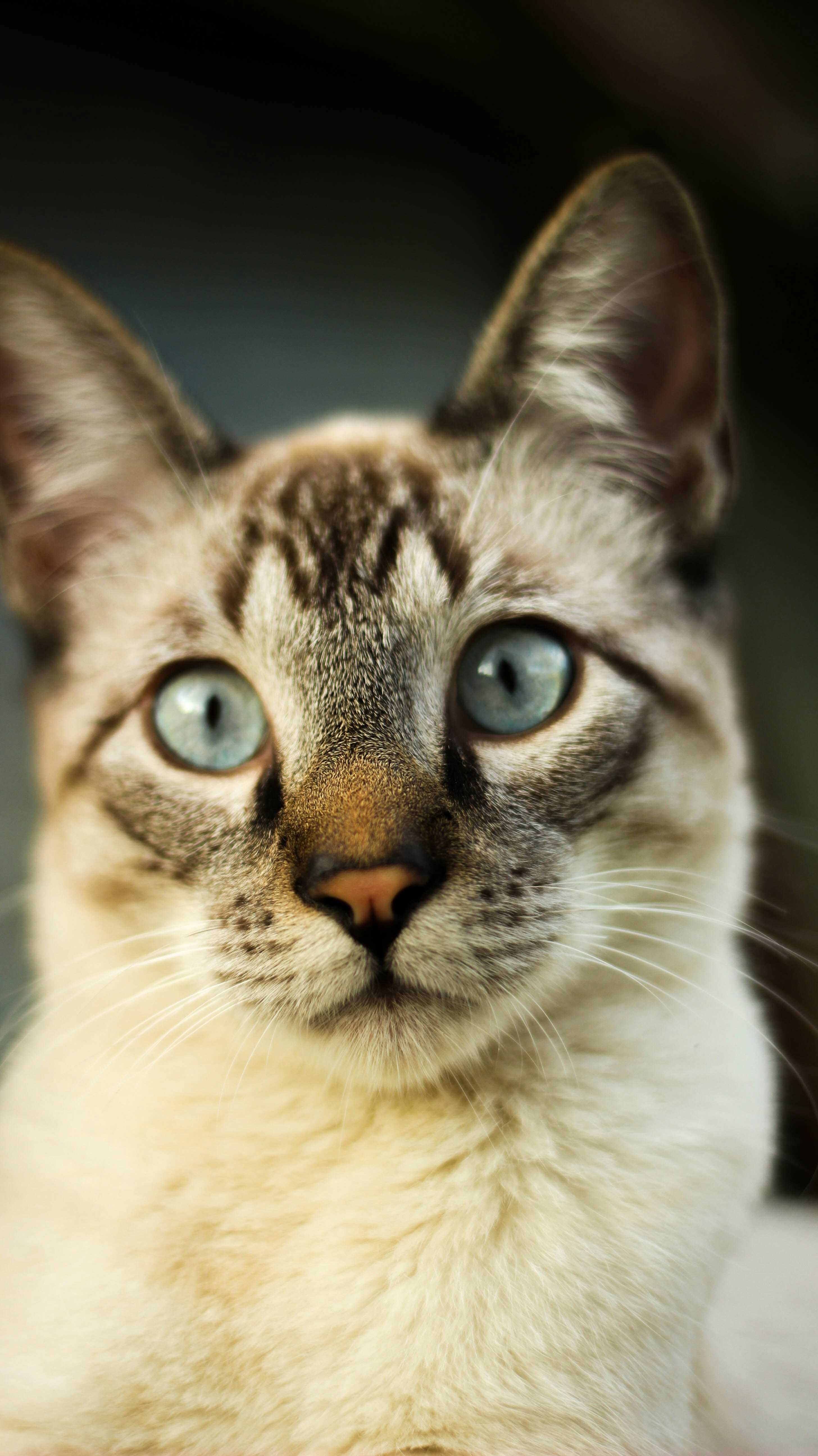 brown and white tabby cat