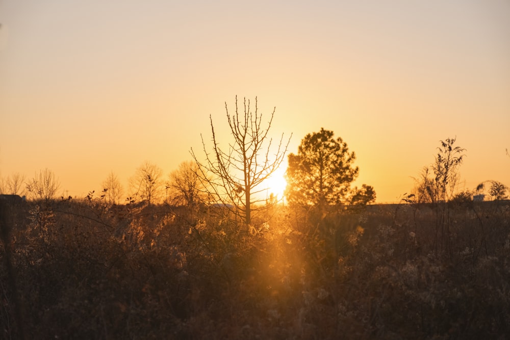 leafless trees on field during sunset