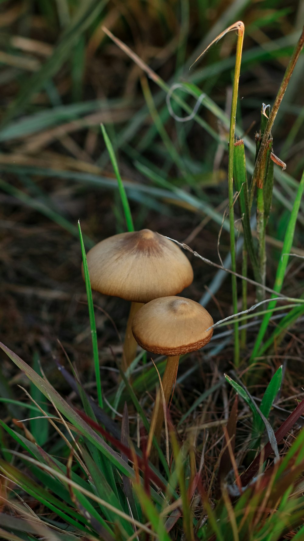 brown mushroom on green grass