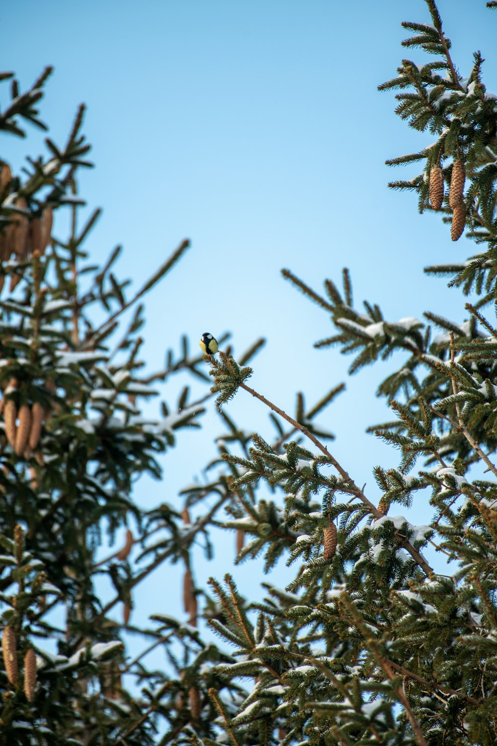 green and brown tree during daytime