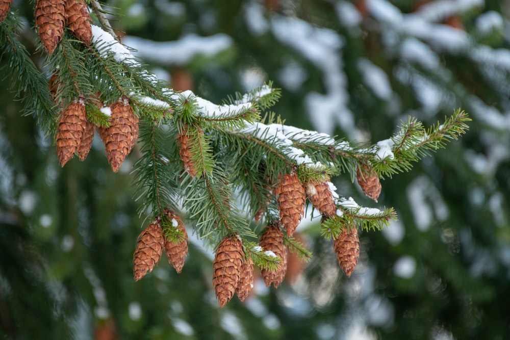 brown pine cone on snow covered tree